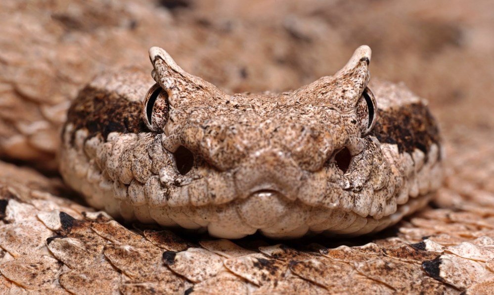 Sidewinder's Face An up-close view of a sidewinder's face showing its speckled brown eyes and dark nostrils.