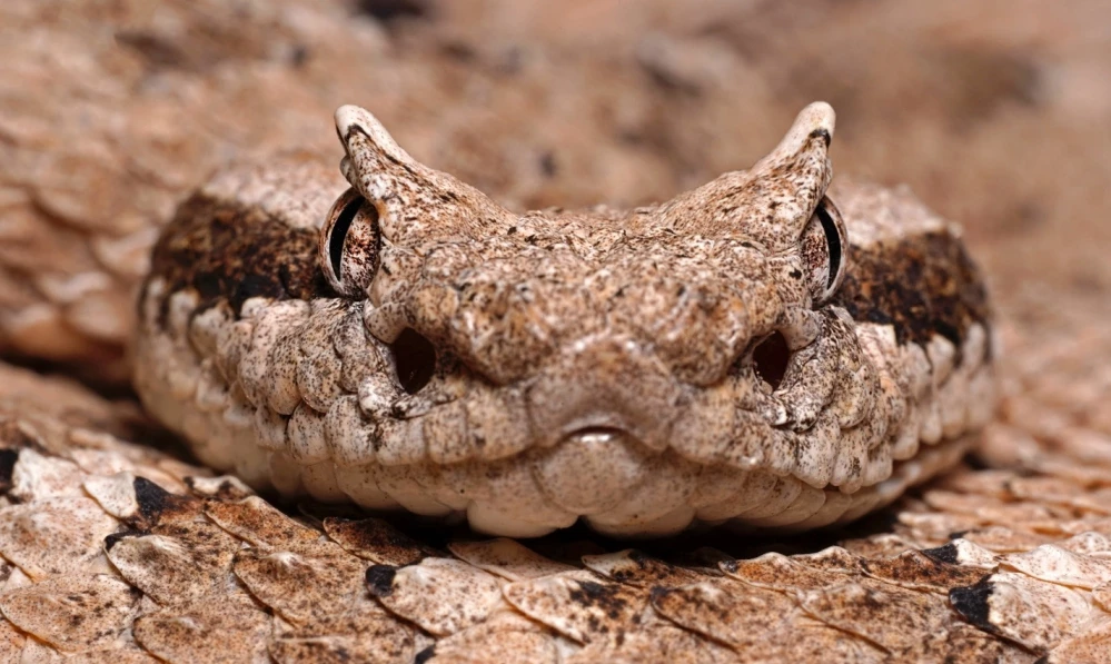 Sidewinder's Face An up-close view of a sidewinder's face showing its speckled brown eyes and dark nostrils.