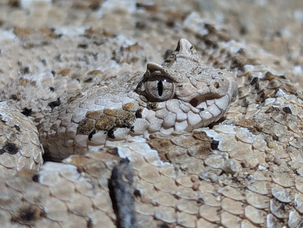 Sidewinder's Horns Side-facing perspective of a sidewinder's head resting on its coiled up body.