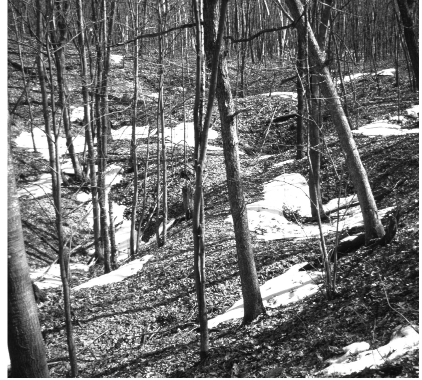 Silver Mound Archaeological District B&W photo of trees and snow.