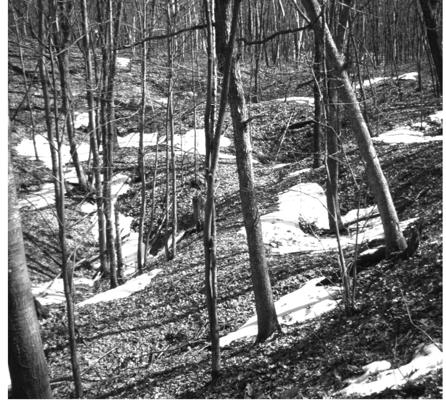 B&W photo of trees and snow.