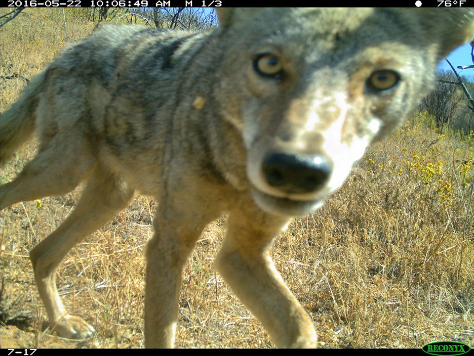 Camera trap image of a coyote looking into the camera