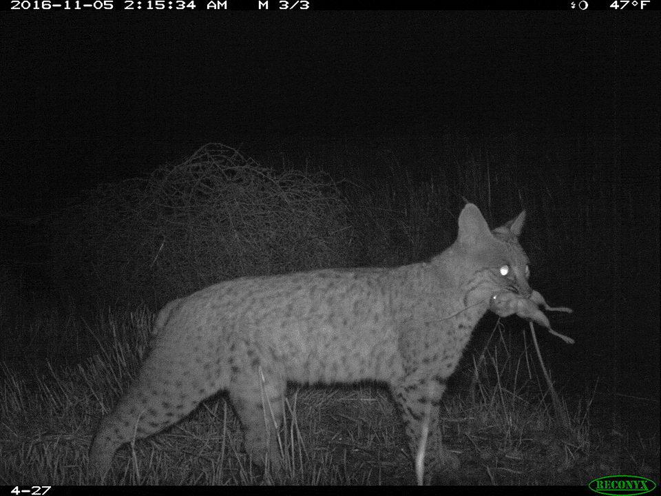 Ten looping camera trap frames of a bobcat with prey in its mouth as it turns to look towards the camera, and turns away