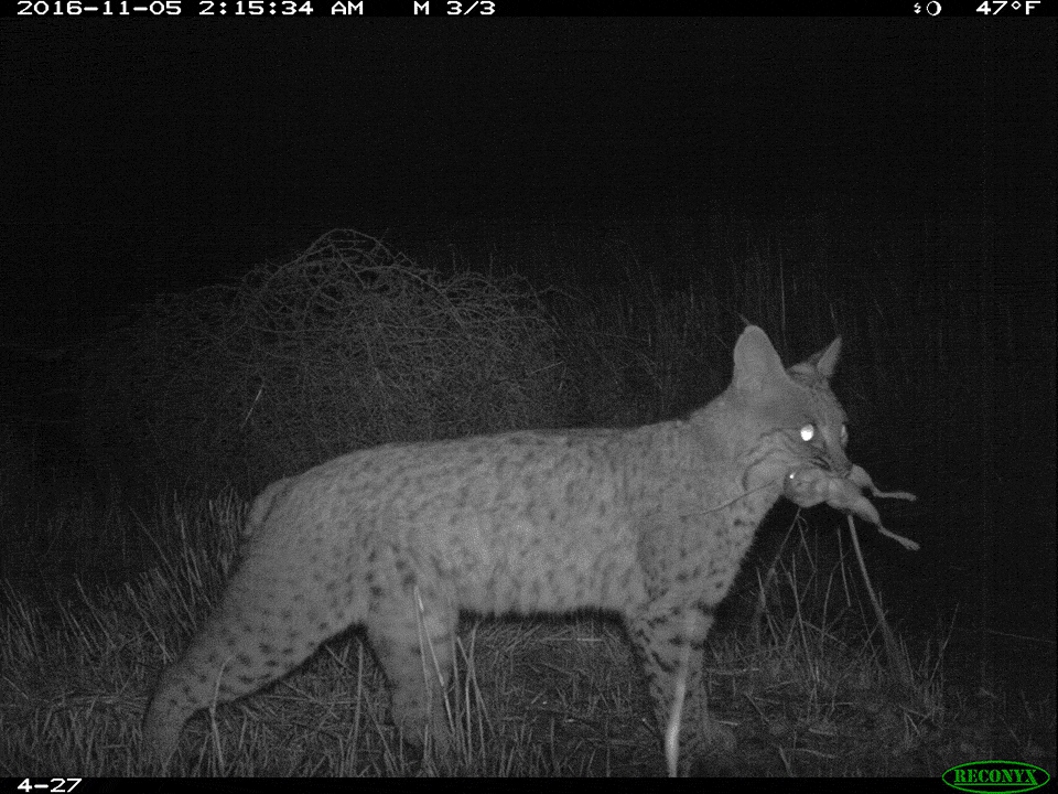 Bobcat camera trap sequence Ten looping camera trap frames of a bobcat with prey in its mouth as it turns to look towards the camera, and turns away