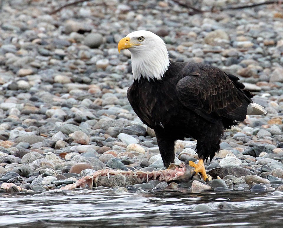 Bald eagle with a fish carcass at the edge of a river