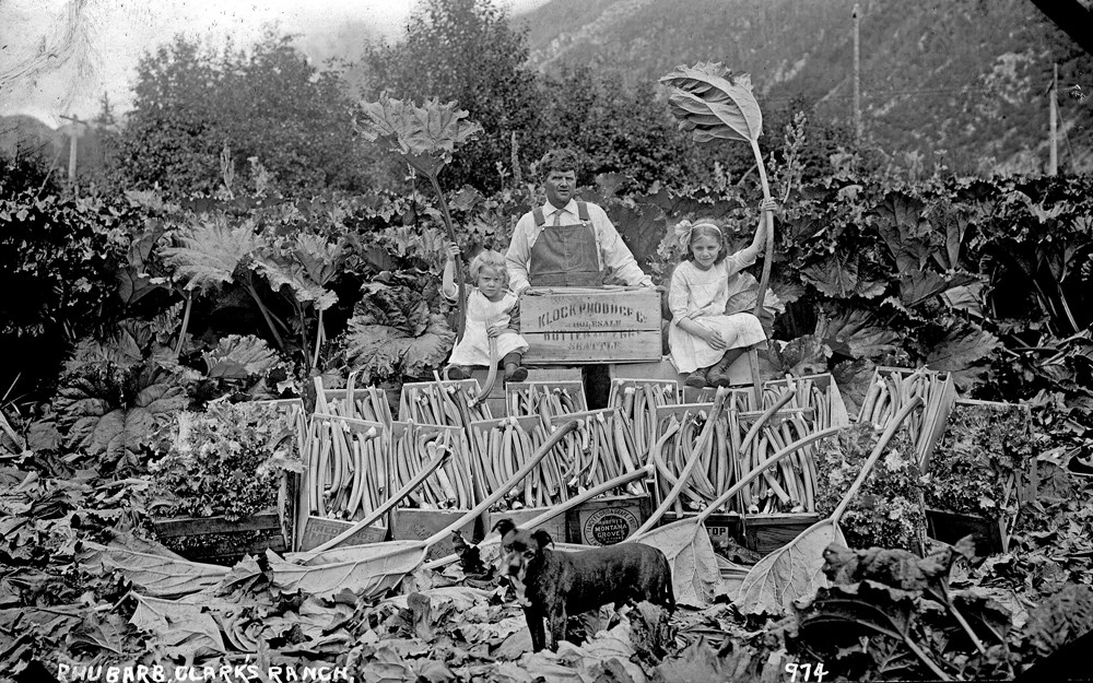 Two young girls and a man pose with rhubarb. Text reads "Rhubarb, Clark's Ranch."
