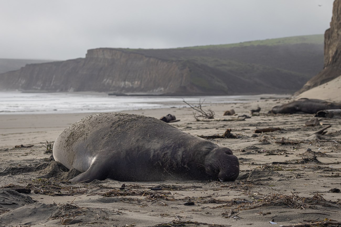 A large, gray elephant seal rests on the beach, its back powdered with sand.