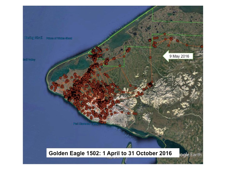 Golden Eagle 1502 locations on the Seward Peninsula from 1 April to 31 October 2016. Map of Golden Eagle 1502 locations on the Seward Peninsula from 1 April to 31 October 2016. One arrow labeled 9 May 2016 indicates the eagle’s arrival to the general area.