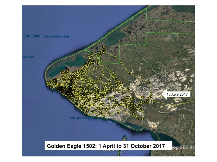 Golden Eagle 1502 locations on the Seward Peninsula from 1 April to 31 October 2016. Map of Golden Eagle 1502 locations on the Seward Peninsula from 1 April to 31 October 2016. One arrow labeled 9 May 2016 indicates the eagle’s arrival to the general area.