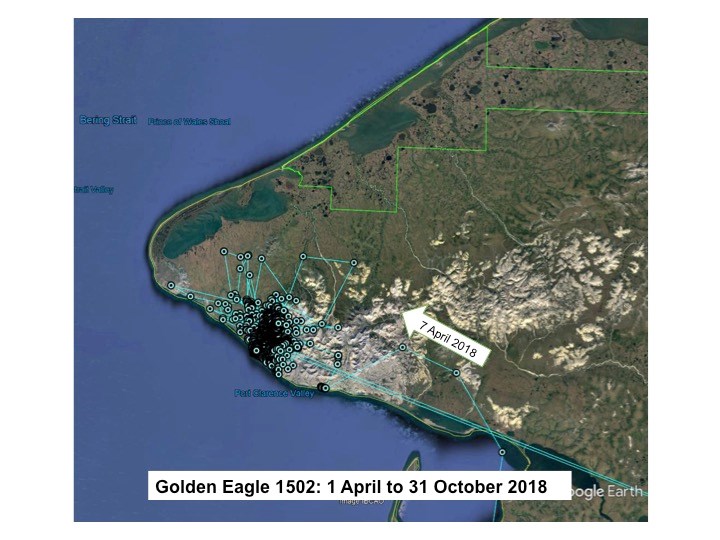 Golden Eagle 1502 locations on the Seward Peninsula from 1 April to 31 October 2018 Map of Golden Eagle 1502 locations on the Seward Peninsula from 1 April to 31 October 2018. One arrow labeled 7 April 2018 indicates the eagle’s arrival to the general area.