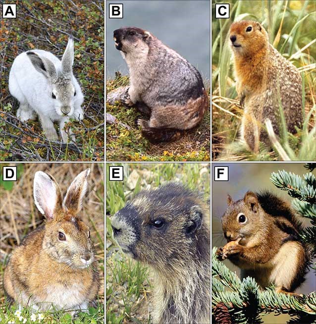 composite photo of two types of hare, two types of marmot, and two types of squirrel