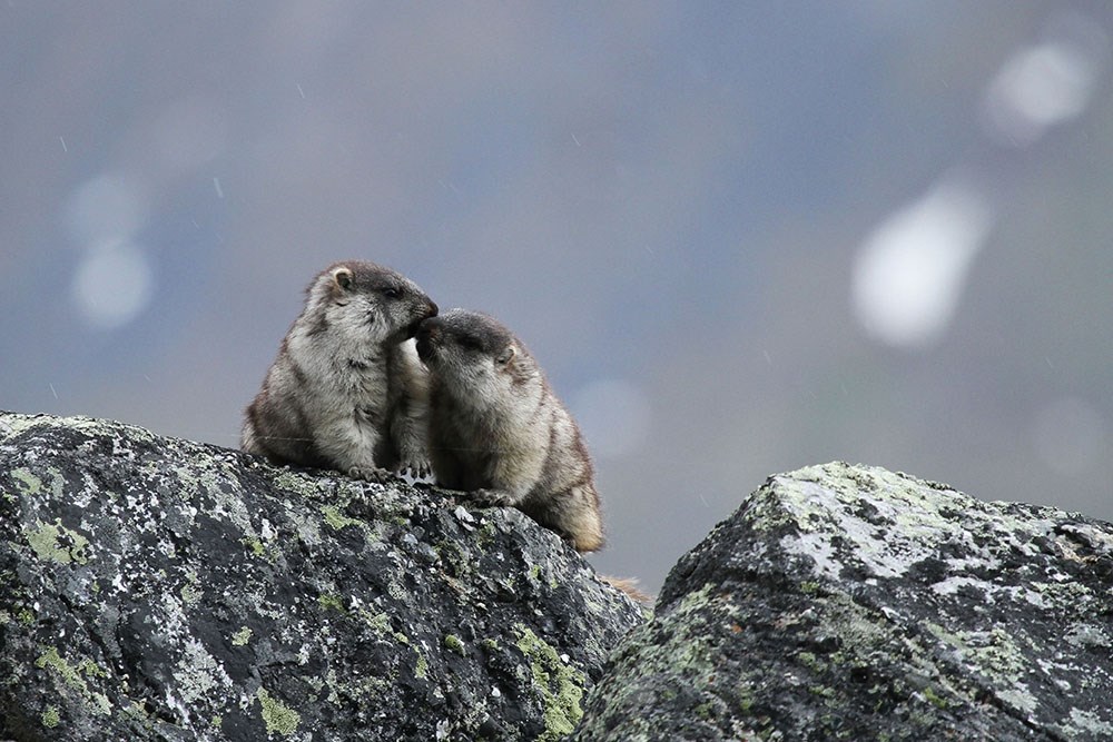 two marmots perched on a large rock
