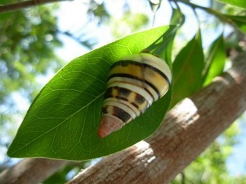 Close-up of a Liguus tree snail on a leaf