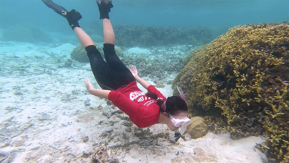 Snorkler in red shirt and leggings diving underwater near coral. Snorkler in red shirt and leggings diving underwater near coral.