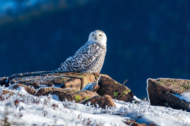 Snowy Owl Outcrop Snowy Owl sitting on a rocky outcrop on top of a snowy mountain
