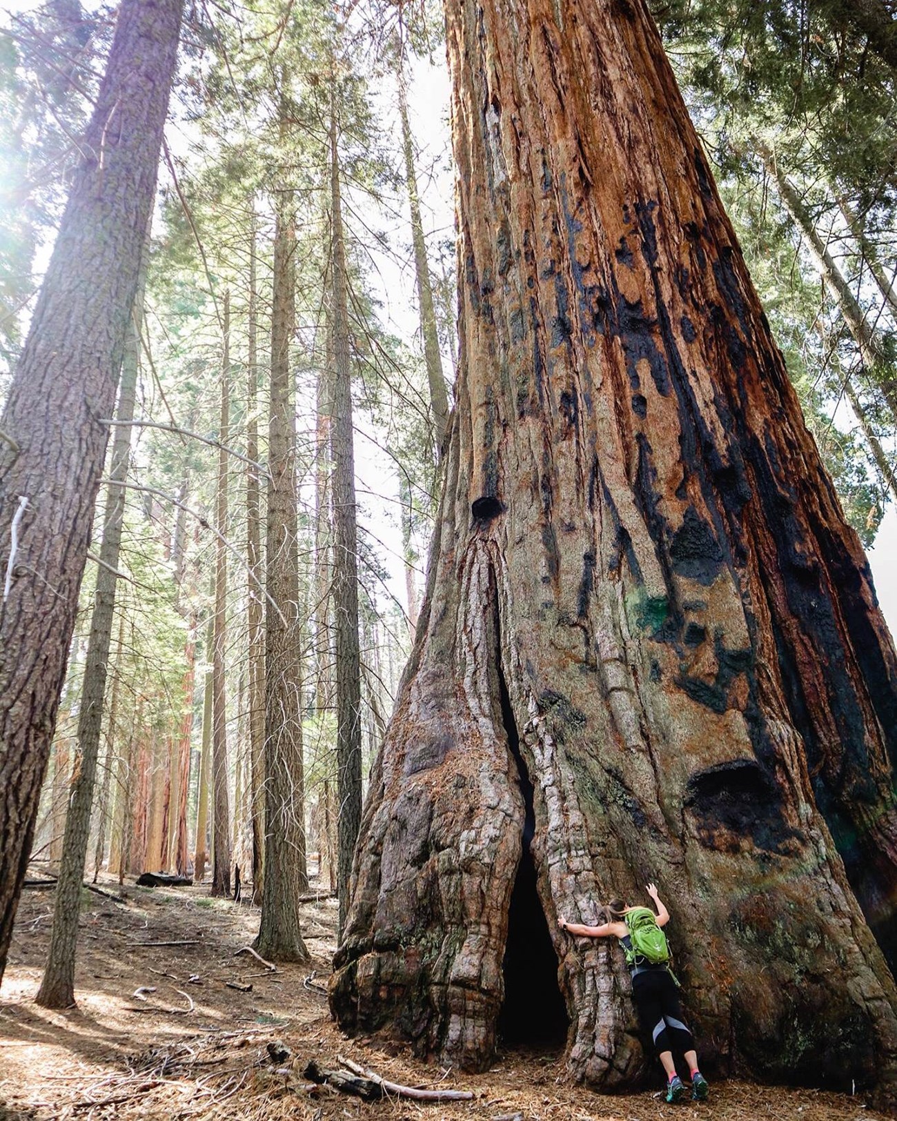 hiker hugs giant sequoia tree