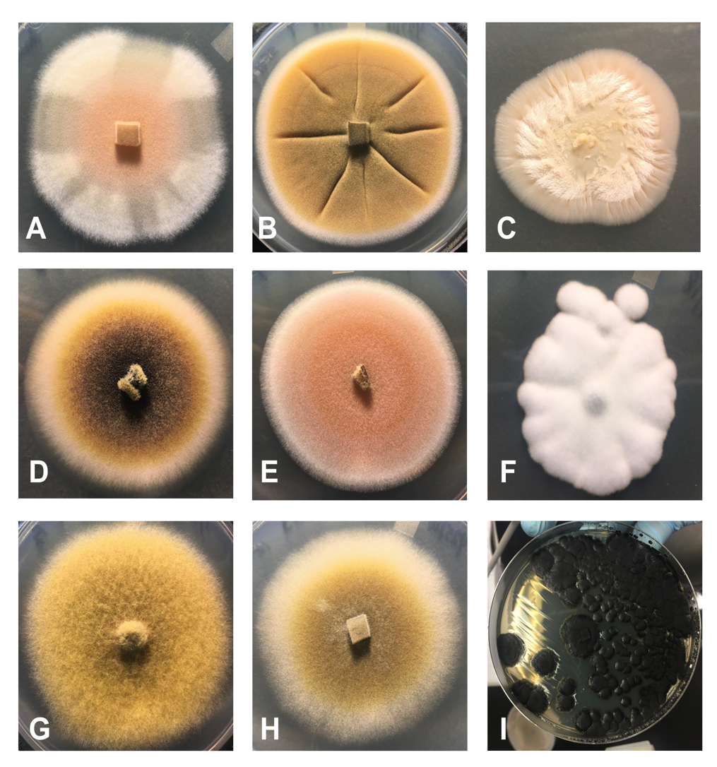 A graphic with nine images showing different fungi growing in petri dishes.