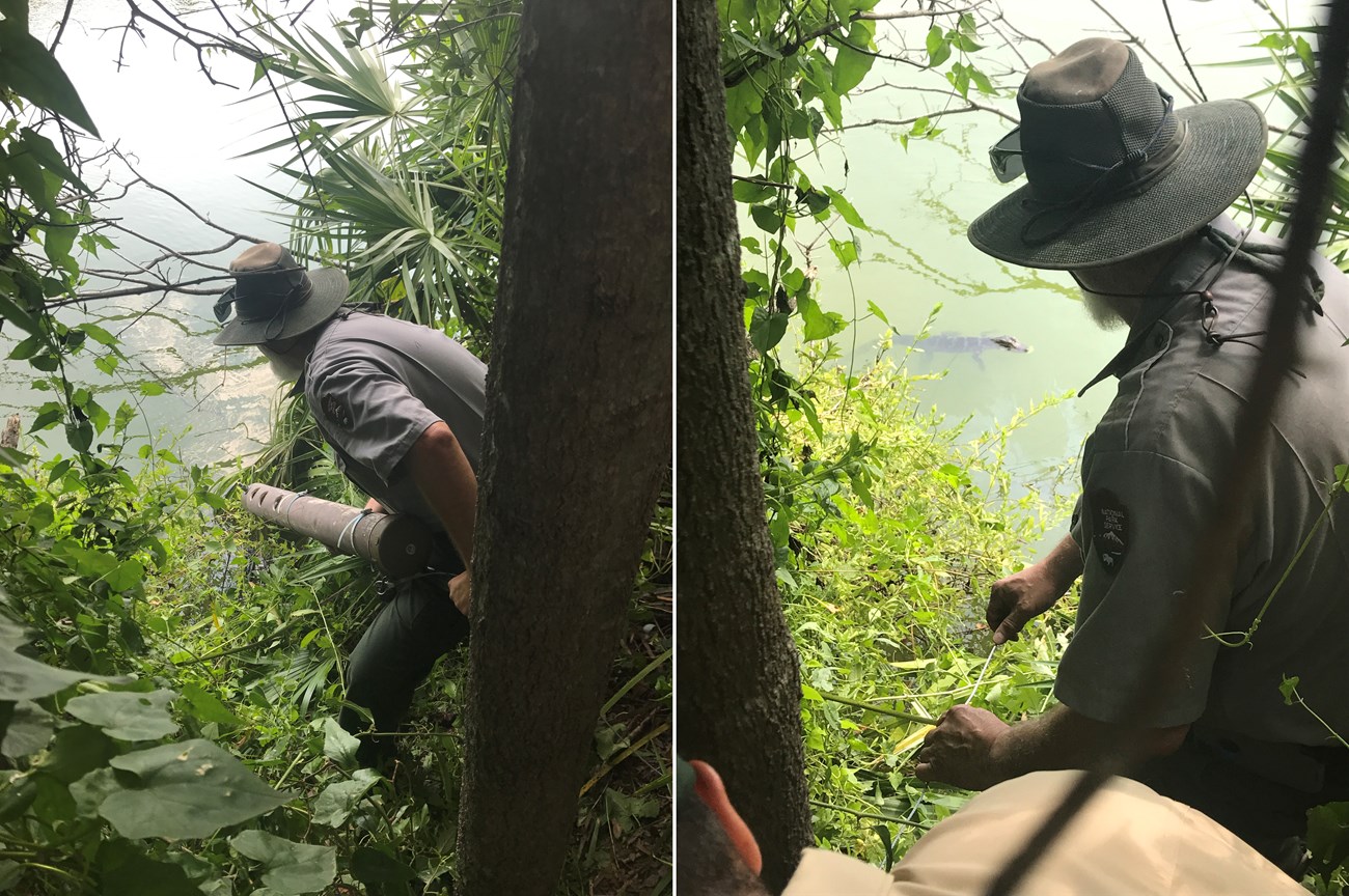 The sonde is installed in the borrow pit pond. Left side, a man lowers a sonde into a pond. Right side, a small alligator wades in the water in front of the man holding a string.