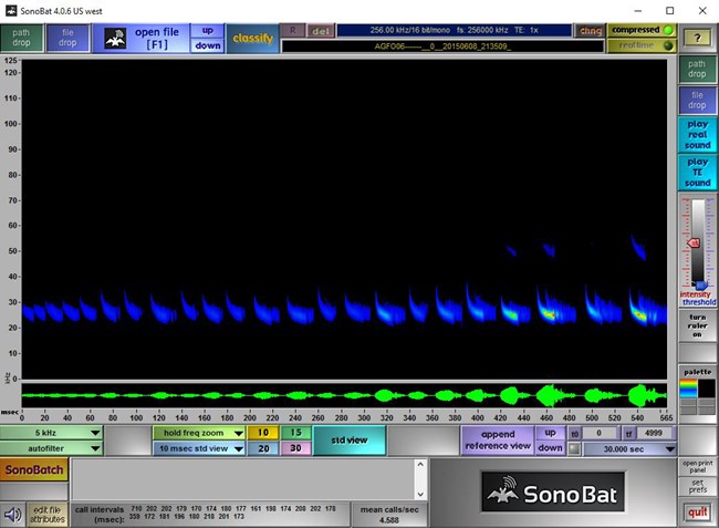 Sonobat software shows acoustic waveform activity of bat calls