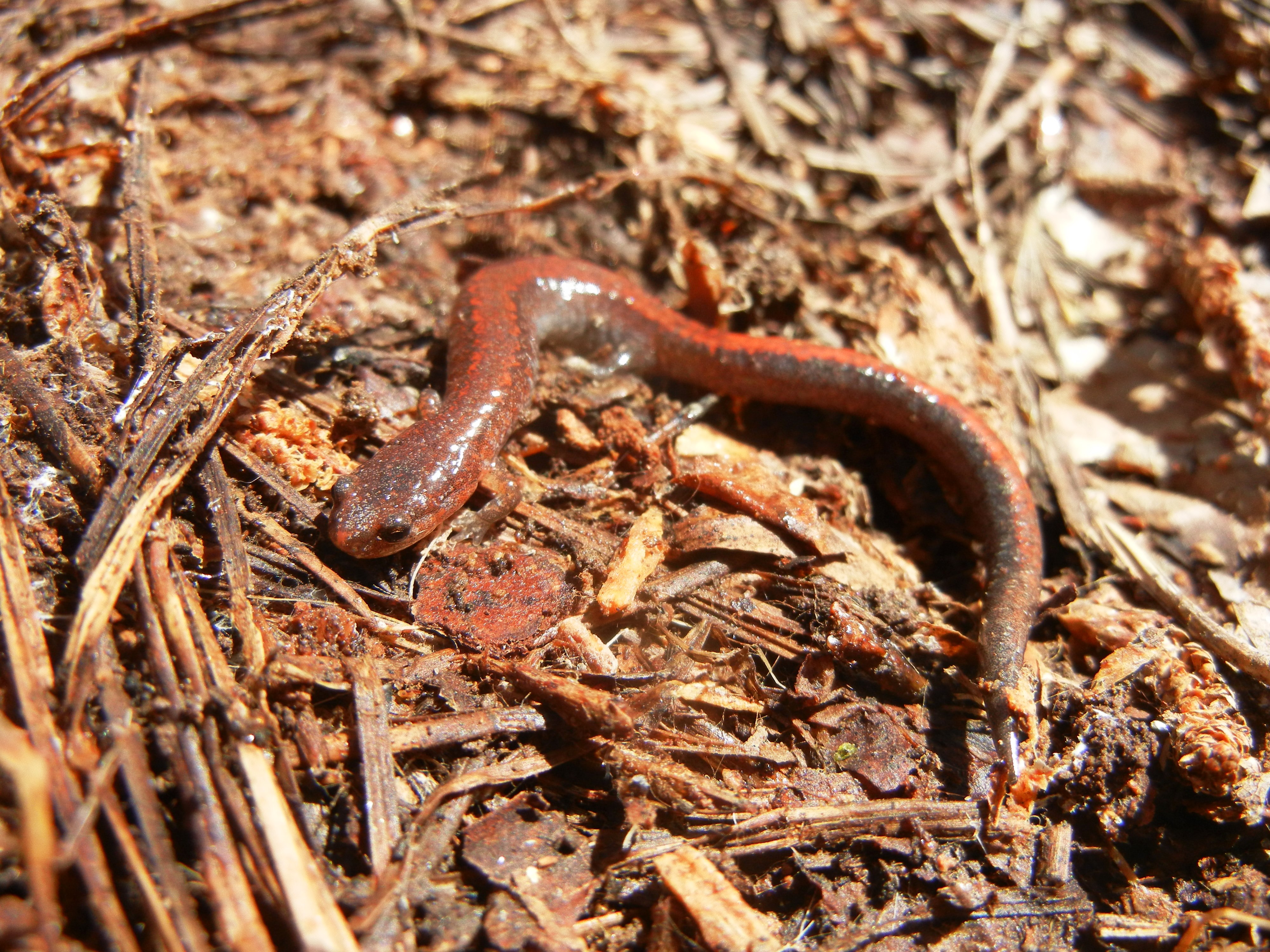 Southern Red-backed salamander on the ground