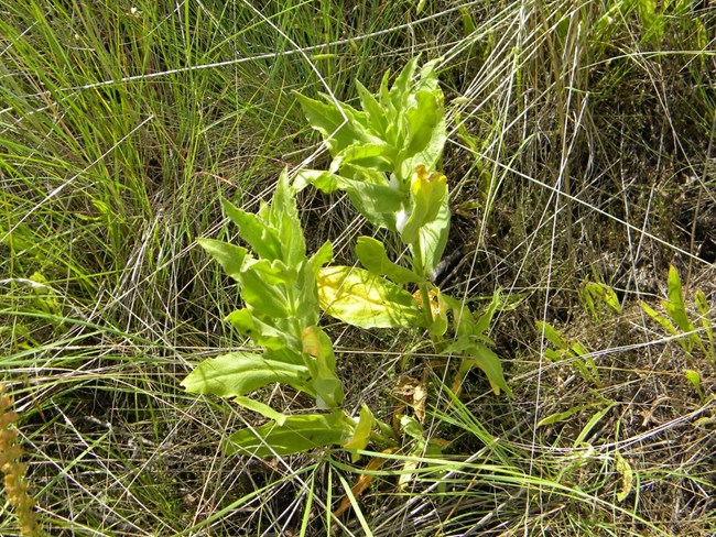 Spaldings Catchfly Spaldings Catchfly