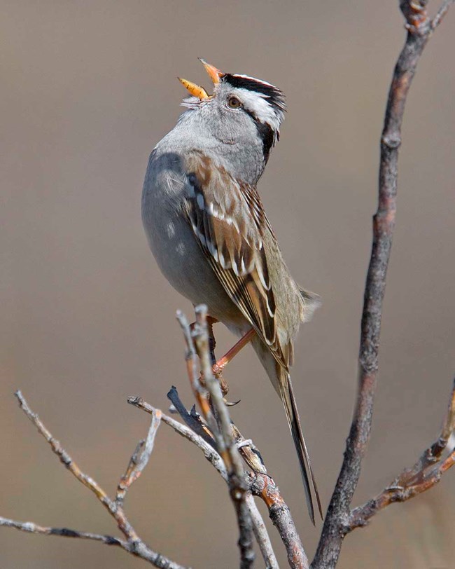A white-crowned sparrow sings on a tree branch.