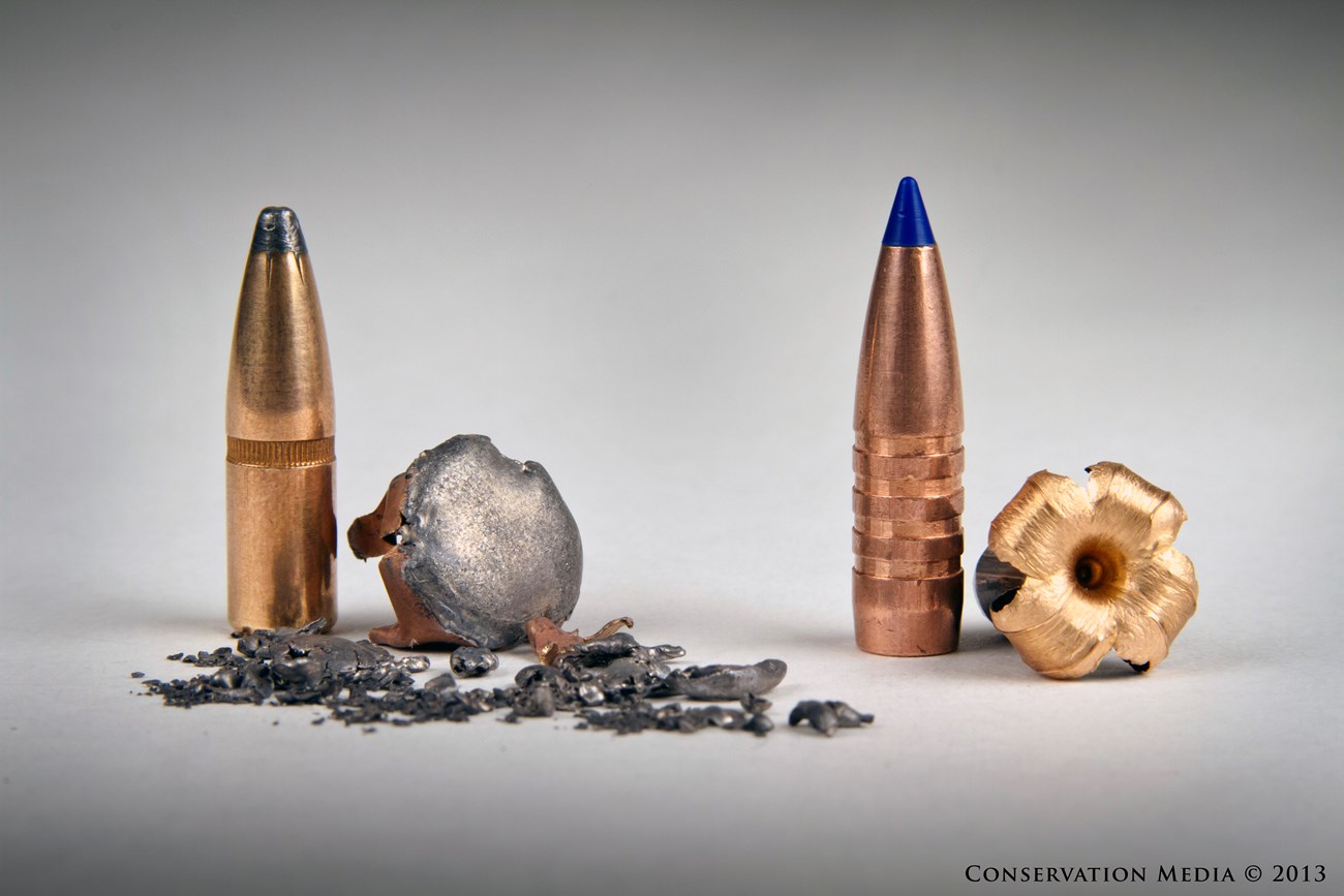 Hunting bullets: Lead on left, Non-Lead on right Lead bullets, including the collected fragments of a spent bullet, and copper bullets, including a spent one that is peeled back but still intact.