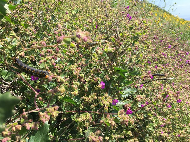 A sea of colorful wildflowers, with colorful caterpillars also in the foreground