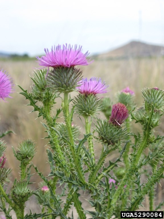 Spiny Plumeless Thistle Spiked plant with purple flowers