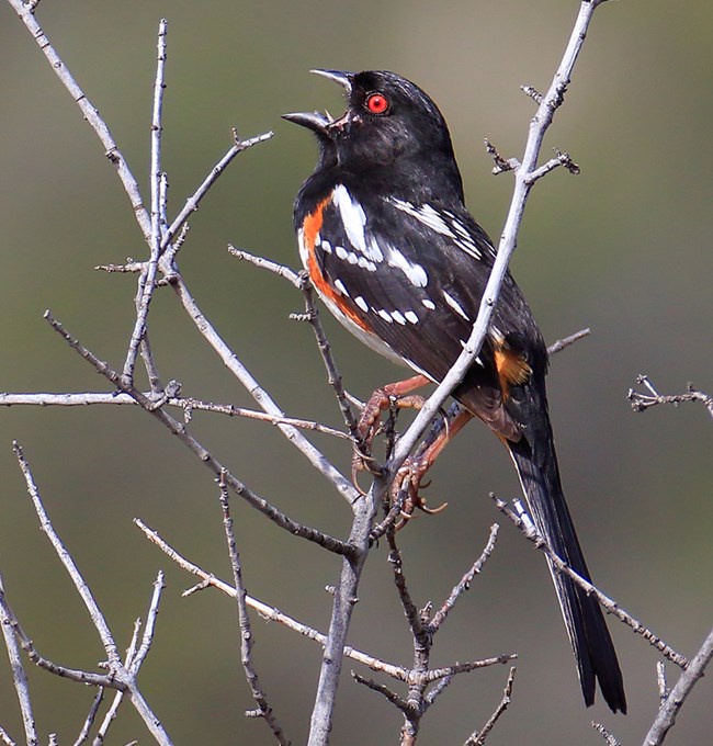 Spotted Towhee Spotted Towhee