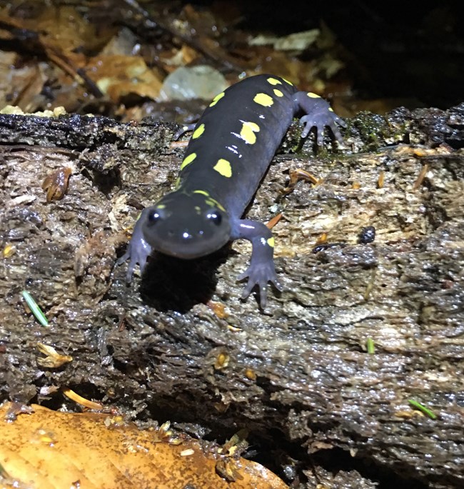 Spotted Salamander on a log