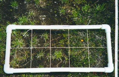 A rectangle of PVC pipe divided by sting into 10 squares marks out a quadrant of alpine plants.