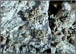 a close up shot of lichen on a rock