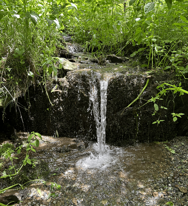 Spring A small stream of flowing water surrounded by green vegetation.