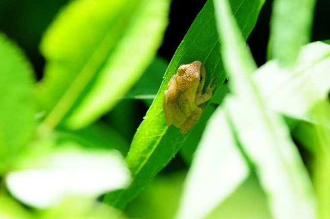 Back view of a yellow spring peeper frog on a leaf.
