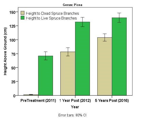 Bar graph of the average dead and live spruce branch height above the ground in centimeters shows an increase in limb heights after the fuels treatment at Wrangell-St. Elias McCarthy University site.