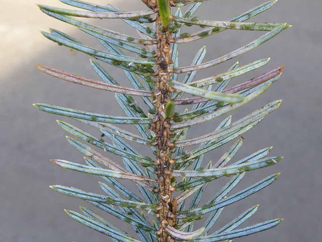 A close-up of spruce needles showing many aphids.