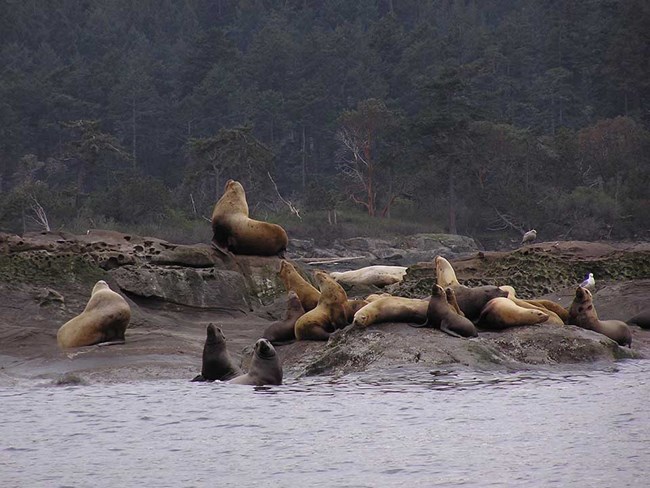 A group of Steller sea lions hauled out.