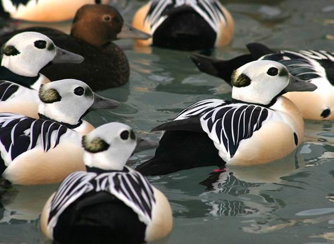 A flock of Steller's eiders A flock of Steller's eiders