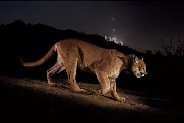 P-022 P-022, a mountain lion, travels downhill with the illuminated Hollywood sign in the distant background.