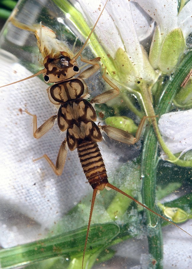 A multi-sectioned, yellow stonefly with dark brown patterning.