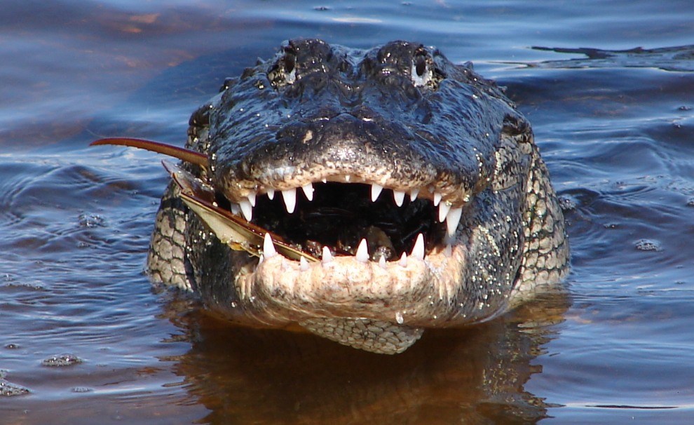 American Alligator