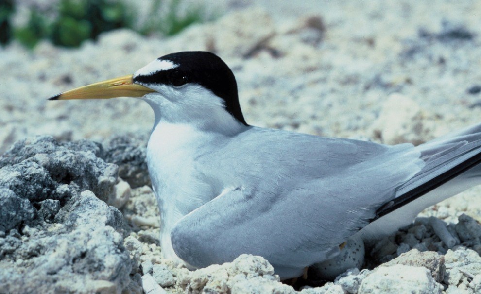 California least tern