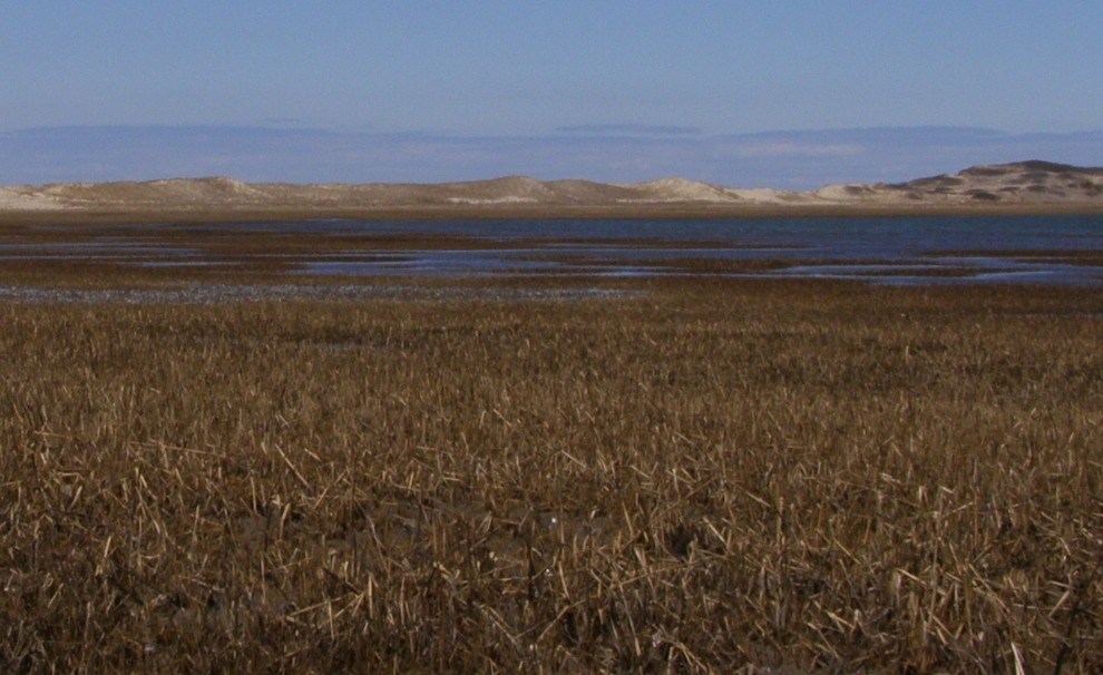 salt marsh plants and open water