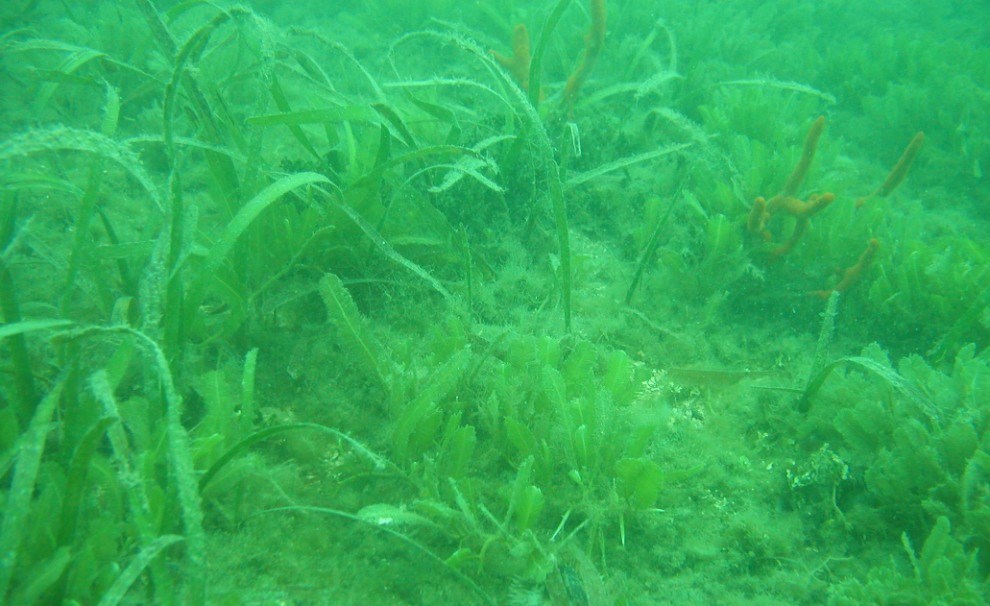 turtle grass underwater