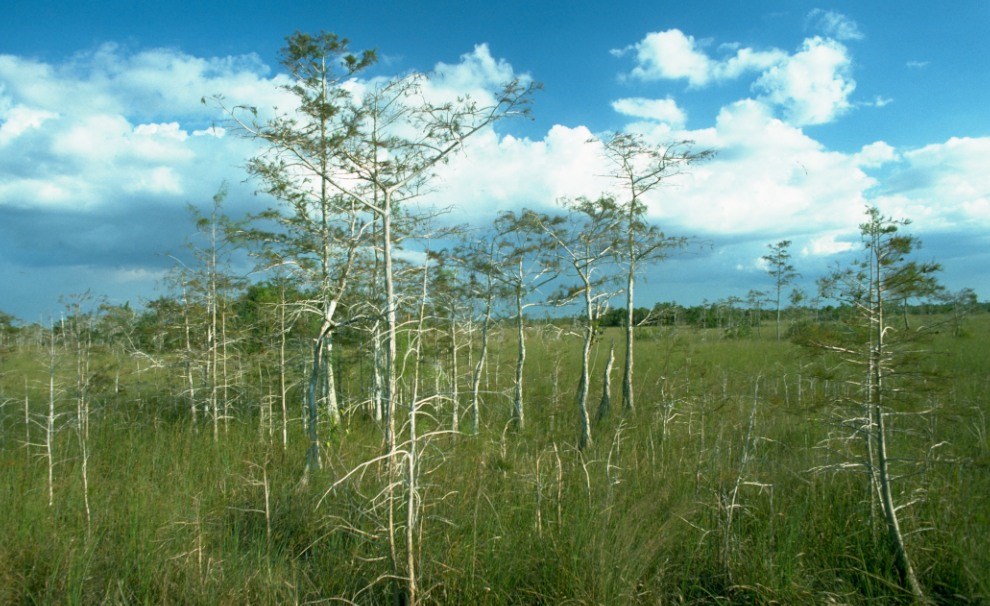 Everglades grass and trees