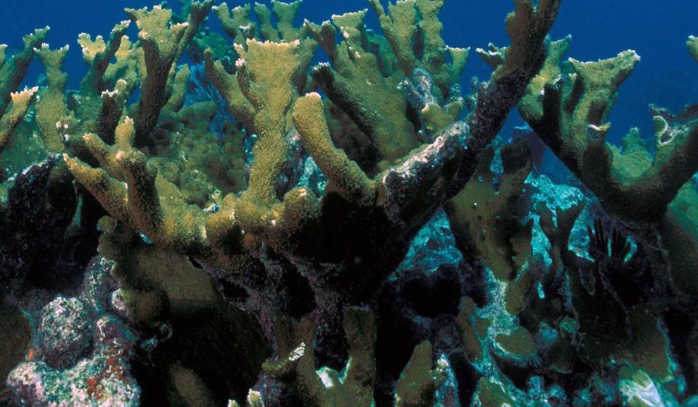 underwater view of damaged to coral