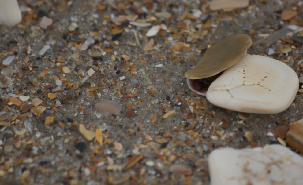 Sea Shells Mixed Beach Seashells - Various Sizes up Argentina