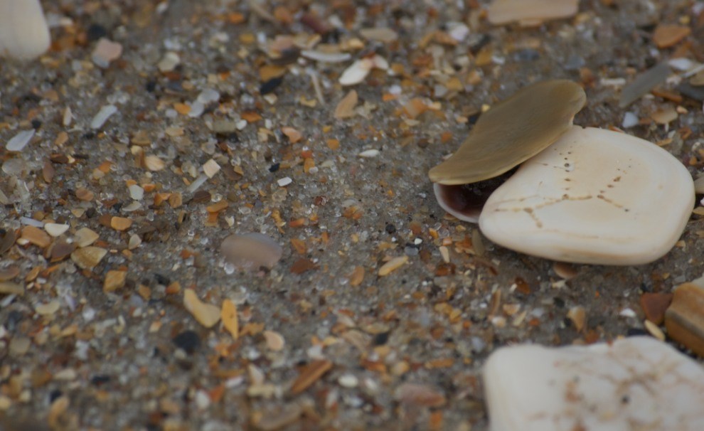 Storms_Response_Grain01 fine grained beach sediments and shells