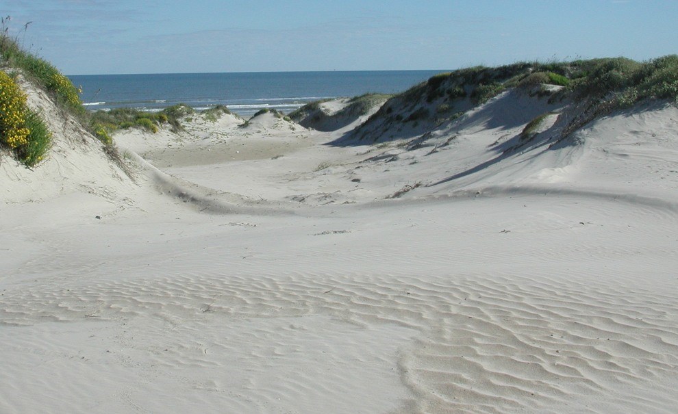 fine grained sand and vegetated dunes